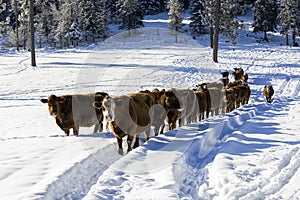 Cows in a snow covered field