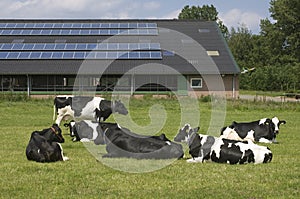 Cows and solar panels on a farm, Netherlands