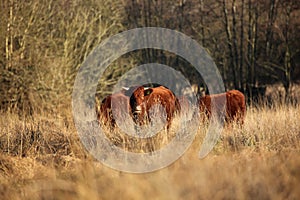 Cows on the Somerset Levels