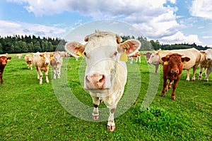 Cows in south Bohemia