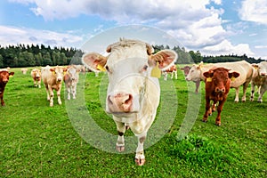 Cows in south Bohemia photo