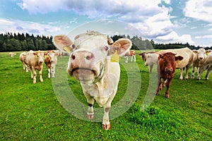 Cows in south Bohemia photo