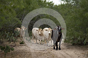 Cows on a South Texas Ranch trail.