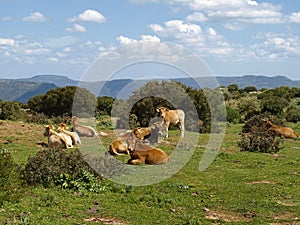 Cows in the southeast of Sardinia