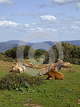 Cows in the southeast of Sardinia