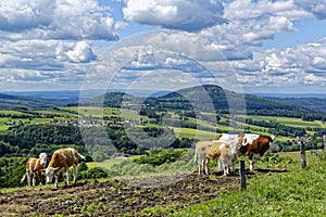 Rolling hills landscape of Rhoen with cows on sunny day in spring photo