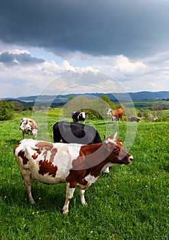 Cows on the spring pasture