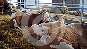 Cows in Stable