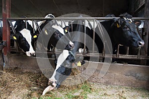 Cows in stable