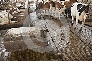 Cows in stable avoid robot sweeper that cleans manure away
