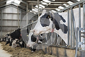 Cows in a stable on a dairy farm