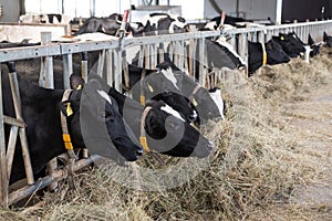 The cows in the stable at dairy farm peek through