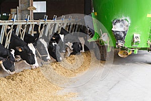 Cows in stable eating with green feed tanker