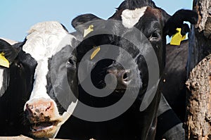 Cows in a stall