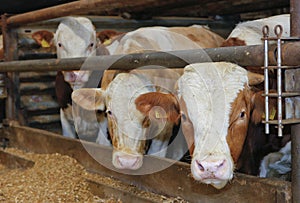 Cows in a stall