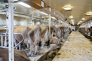 Cows in stalls in milking barn photo