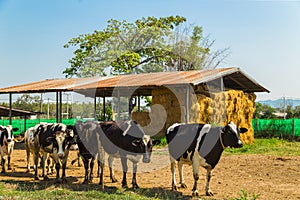 Cows stand in front of straw bale house against blue sky in the background
