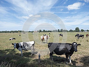 Cows stand in meadow north of antwerp in belgium