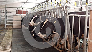 Cows stand on a modern farm and wait while milking takes place, agriculture, milking milk, ranch