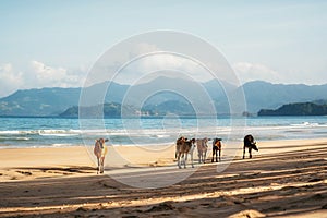 Cows stand on sand of Long Beach in San Vincente, Palawan, Philippines photo