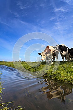 Cows standing at a ditch