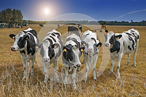 Cows standing in a dry meadow