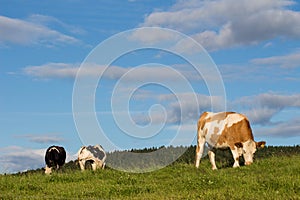 Cows standing on a field with blue sky and clouds in sunshine