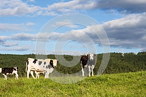 Cows standing on a field with blue sky and clouds in sunshine