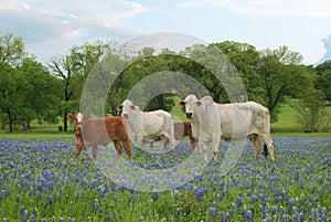 Cows Standing in a Field of Bluebonnets