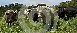 Cows standing in field of grass