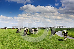 Cows standing in a grassland in Holland