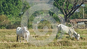 Cows standing and grazing the grass