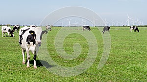 Cows standing in a green field with wind turbines in background