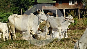 Cows standing and laying in the dry paddy field