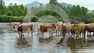 Cows standing in the mountain river
