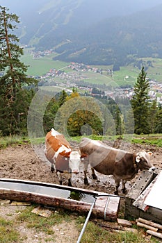 Cows standing next to a wooden trough