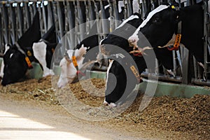 Cows are standing in a stall on the territory of a farm and a dairy plant