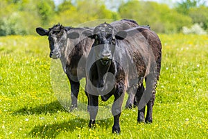 Cows standing warily in a field in Leicestershire