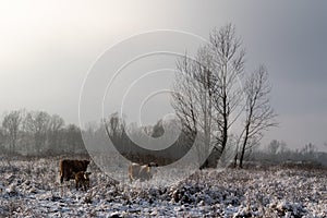 Cows stands in snowy pasture