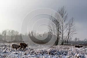 Cows stands in snowy pasture