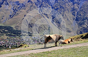 The cows in Stepantsminda town (Georgia) photo