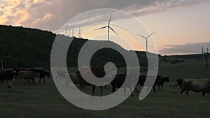 Cows stop and look at the camera. Background is a wind turbines revolves around energy production.