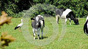 Cows and stork on green meadow