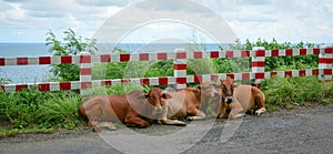 Cows on street in Con Dao, Vietnam