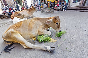 Cows in a street in Jodhpur, India