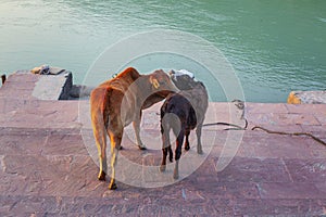 Cows on the streets of the holy city Rishikesh