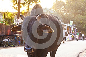 Cows on the streets of the holy city Rishikesh, India