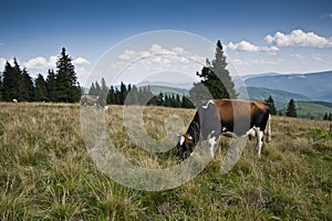 Cows on a subalpine meadow