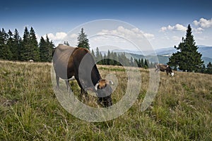 Cows on a subalpine meadow