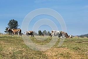 Cows in Sudety mountains, photo